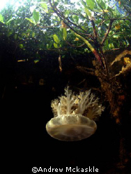 Jelly fish in the mangroves by Andrew Mckaskle 